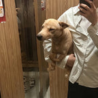 Realistic Dog Plushie + Pillow