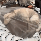 Realistic Dog Plushie + Pillow